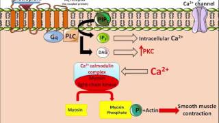 Ipratropium  Mechanism of Action [upl. by Ilat]