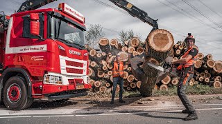 Met een Scania R530 XT en kettingzaag in de weer om bomen te rooien 😎 [upl. by Tillie]