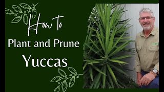 How to Prune and Plant Yuccas [upl. by Wiburg]