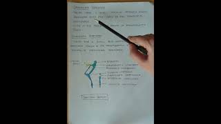 CARTILAGES OF LARYNX PART3dentalnotes dentistry larynx anatomy neetpg inicetmds [upl. by Anilyx948]