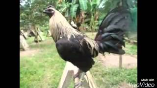 Top Strong Gamefowl Breeds [upl. by Nlyak]