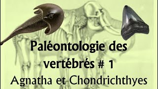 Paléontologie des vertébrés  1 Agnatha et Chondrichthyes [upl. by Aratihc]