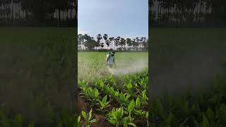 Spraying fungicides in turmeric crop  Mancozeb 75 WP  Carbendazim 50 WP  farming shorts [upl. by Akemed731]