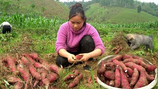 Harvesting Sweet Potato Garden goes to the market sell  Lý Thị Ca [upl. by Aremmat374]