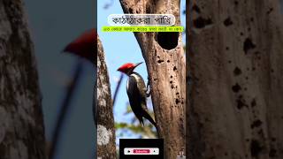 কাঠঠোকড়ার মাথা ফাটে না কেন ✅💥🦜Wood pecker Strong Toungefacts bengalifactsvideo [upl. by Dagley]