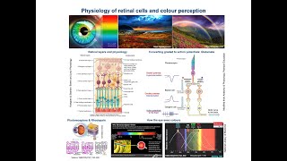 Retinal cells function amp Colour perception Physiological Concepts amp Mechanisms [upl. by Colbye]