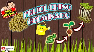 FORMA CORRECTA DE GERMINAR FRIJOL CHINO [upl. by Dixie912]