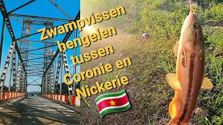 Zwampvis hengelen tussen Coronie en Nickerie In Suriname vissen [upl. by Thornburg]