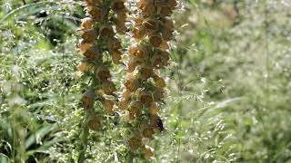 Digitalis ferruginea and Deschampsia [upl. by Bez532]