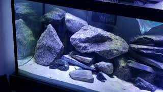 75 Gallon Peacock Cichlid Aquarium introduction and new fish [upl. by Nuahsal]