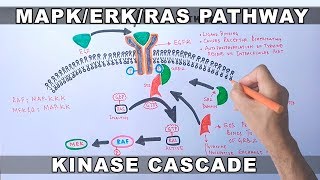 MAPKERK Signaling Pathway [upl. by Deelaw116]