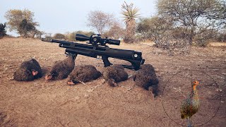 HUBEN K1 22 CAL PCP AIRGUN HUNTING  BOTSWANA  SWAINSON SPURFOWL PARTRIDGE TEETAR GUINEAFOWL GOPRO [upl. by Siloum59]