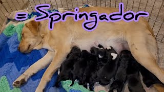 Labrador retriever cross with English springer spaniel 8 Springador puppies [upl. by Atter]