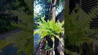 Embrace the elegance of Nephrolepis exaltata shortvideo garden [upl. by Enomed]