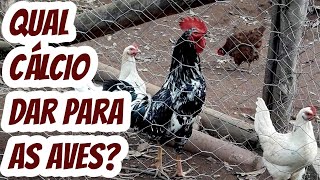 Qual cálcio dar para galinhas frangos perus aves em geral Calcário Calcítico farinha de ostra [upl. by Eeclehc473]