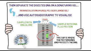 DNA Footprinting and more [upl. by Aryas926]