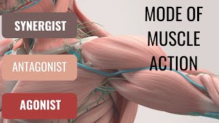 Agonist antagonist synergistType of synergist mode of action of muscle [upl. by Laban635]