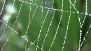 Spider WebEarly Morning Dew with macro [upl. by Adolph]