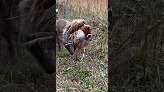 Hunting wirehaired pointing griffon Dublin brings back a rooster on mixed bag upland hunt [upl. by Aitetel781]