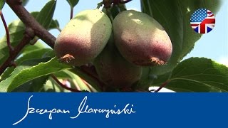 Actinidia Kiwi Berry  Hardy Kiwi fruit plantation [upl. by Kenny720]