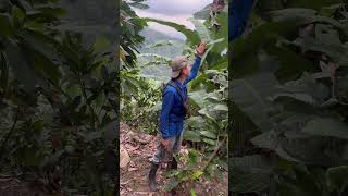 Así Nos Aventuramos En El Campo Para Las Cosechas De Banano losbarrerita banano tendencia [upl. by Eldorado]