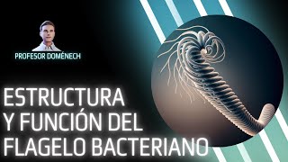 ESTRUCTURA y FUNCION del FLAGELO BACTERIANO [upl. by Notsniw743]