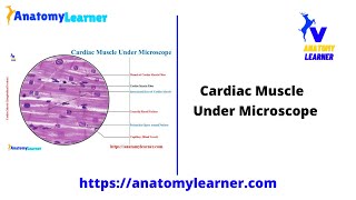 Cardiac Muscle Under Microscope II AnatomyLearner II Cardiac Muscle Histology Slide [upl. by Harrod]