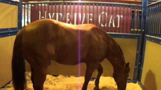 Hydrive Cat at the Stallion Show Dec 15 2012 [upl. by Elaen]