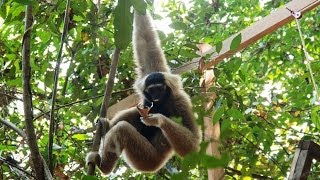 Wildlife Alliance Releases Endangered Pileated Gibbons in Angkor Forest [upl. by Singleton]