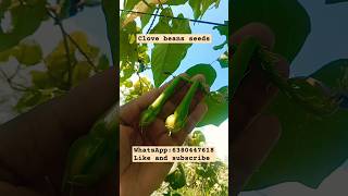 clove beans seeds available seeds gardening plants candleaccessories candles candleholder [upl. by Ahsiuqal]