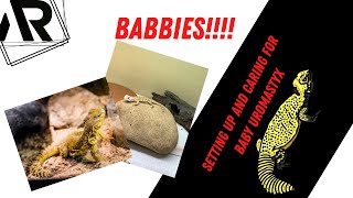 Baby Uromastyx Care [upl. by Mcquillin]