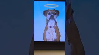 Dog passed away heartwarmingpets cuteanimal animals heartwarming [upl. by Bidle]