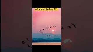 पक्षी V आकार में क्यों उड़ते हैं🤔Why Birds Fly In V Formationsshorts facts ytshorts viral [upl. by Concoff112]