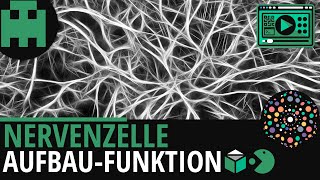 Nervenzelle Aufbau und Funktionâ”‚Biologie Lernvideo Learning Level Up [upl. by Delfeena868]