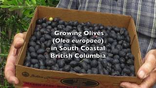 Growing Olives in South Coastal British Columbia [upl. by Lehmann]