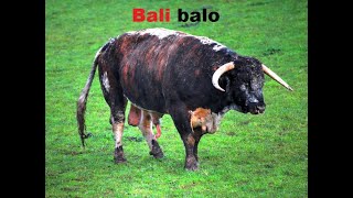 Bali Balo Chanson paillarde [upl. by Haidebez]