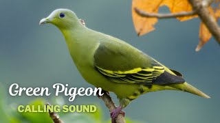 Green Pigeon Calling Sound [upl. by Eirb]