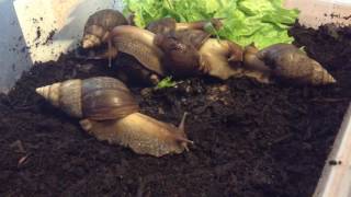 ACHATINA FULICA  lallevamento [upl. by Gad]