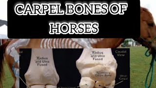 Carpel bones 🦴 of horse Anatomy  general Anatomy anatomy university study horse [upl. by Elletnuahs]