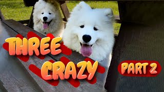 Samoyed Dogs Playing Together  PART 2 [upl. by Eltsirhc]