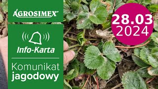 Wczesnowiosenne zabiegi na plantacjach truskawek  komunikat jagodowy  Agrosimex [upl. by Takara766]