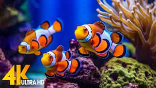 Aquarium 4K VIDEO ULTRA HD 🐠 Beautiful Coral Reef Fish  Relaxing Sleep Meditation Music 41 [upl. by Namrak483]