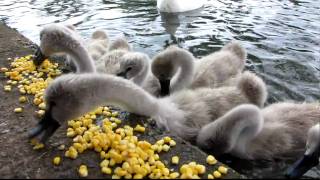 Cygnets baby swans feeding at the park [upl. by Ihsorih]