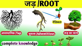 Types of roots जड़ों के प्रकार in hindiमुसला अपस्थानिक जड़ tap and Adventitious roots in hindi [upl. by Esilec]