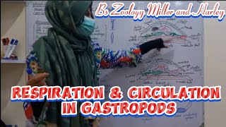 Respiration and Circulation in Gastropods  phylum Mollusca Class Gastropoda Bs Zoology [upl. by Dore186]