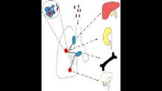 tuberculose pulmonaire et extrapulmonaire [upl. by Sklar238]