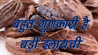 बड़ी इलायची  प्राकृतिक औषधि और इसके फायदे Large Cardamom  Ayurvedic herb amp Its Health Benefits [upl. by Riannon]