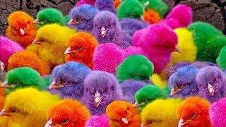 World Cute Chickens Colorful Chickens Rainbows Chickens Cute Ducks Cat RabbitsCute Animals🐤🐣🦆🐟 [upl. by Iniretake]