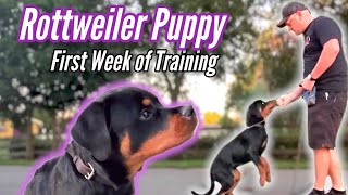 Best Rottweiler Puppy Training  1st Week of Training [upl. by Schnabel]