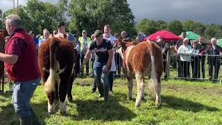 Overall Interbreed Show Championship  Ballinamore Show 2024 [upl. by Albin728]